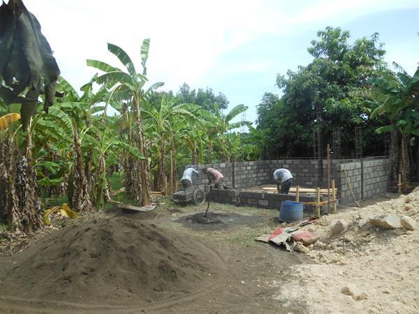 banana trees and walls going up